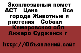 Эксклюзивный помет АСТ › Цена ­ 30 000 - Все города Животные и растения » Собаки   . Кемеровская обл.,Анжеро-Судженск г.